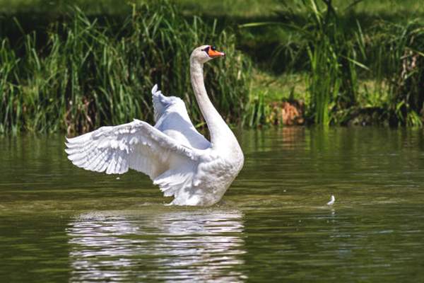Wroxham Swan